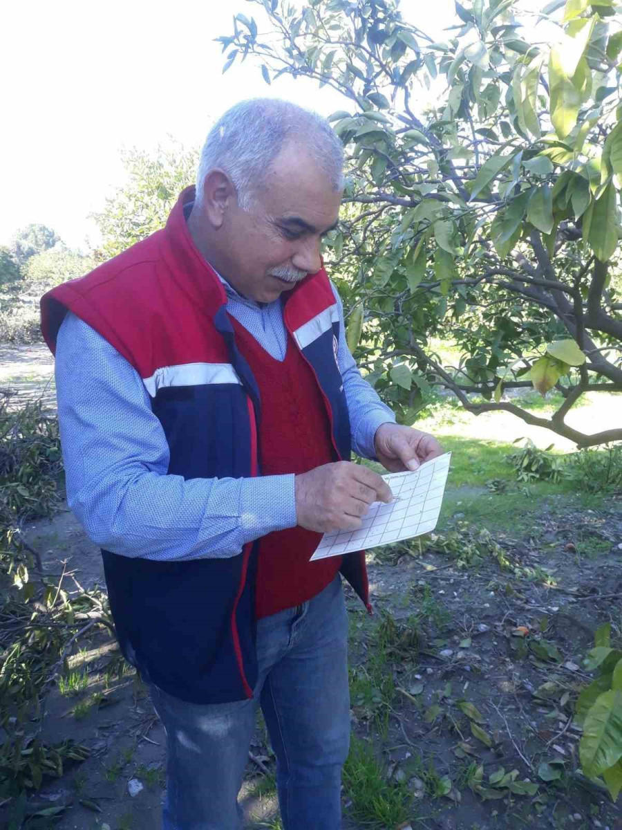 Söke’de Akdeniz meyve sineğinde artış gözlemlenmedi